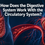 How Does the Digestive System Work With the Circulatory System?
