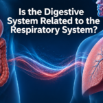Is the Digestive System Related to the Respiratory System?
