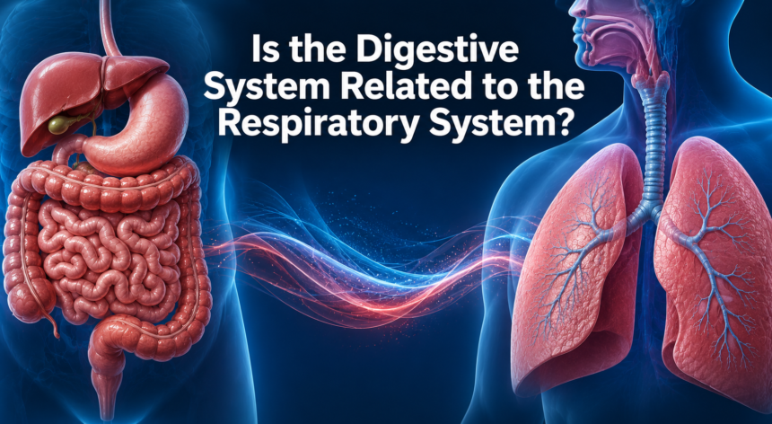 Is the Digestive System Related to the Respiratory System?